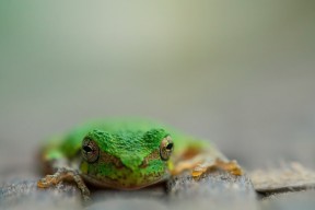 华体会hth-魔术对手术刀，克瓦拉茨赫利亚的稳定艺术与拜仁的血拼哲学