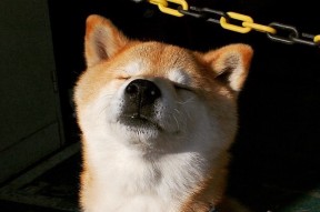 华体会app-平行时空的足球记忆，当丹麦在诺坎普呼啸而过，只有皮克记得自己为何而战