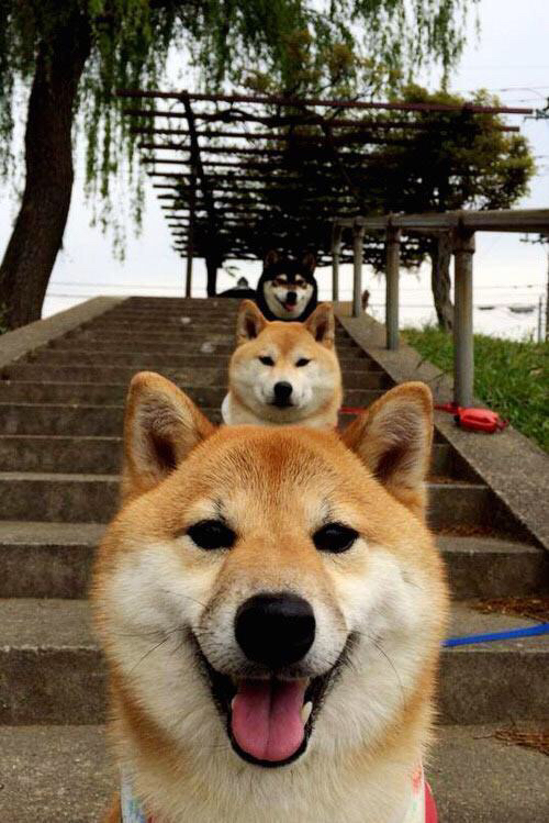 华体会hth-北极冷锋席卷非洲雄狮，哈兰德化身冰雪巨人，冰岛撕裂塞内加尔天际线  第2张