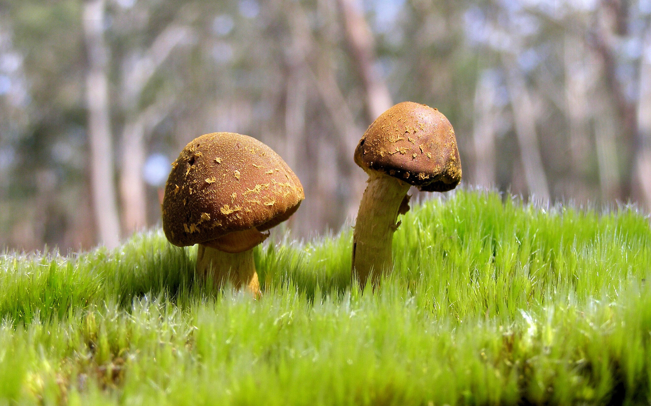 华体会-双城记，塔图姆引爆机械之心，绿衫军收割西北狼  第2张