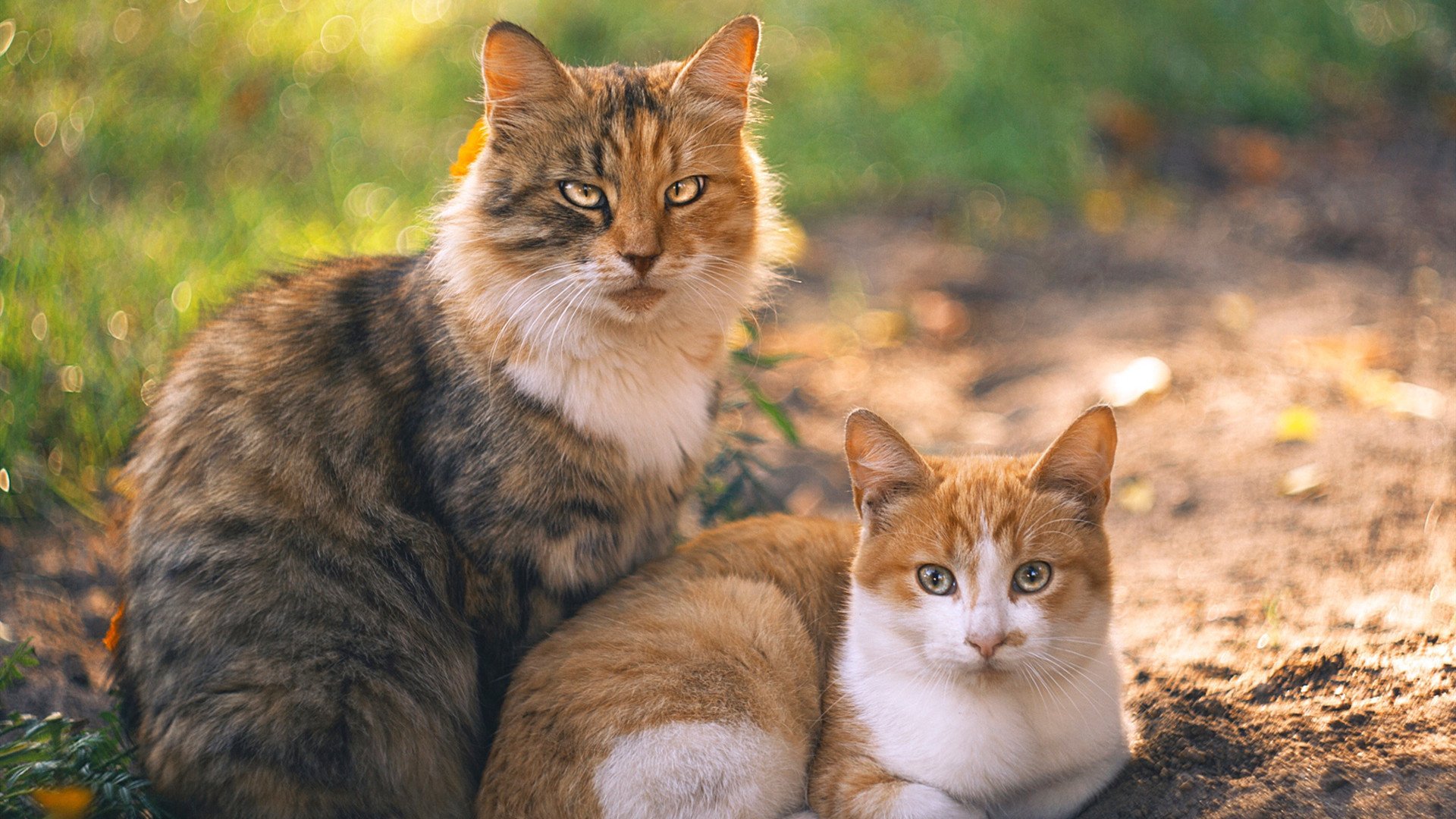 华体会下载-篮球宇宙的奇异交叠，约基奇成为胜负手，解析广东队如何制霸迈阿密  第1张